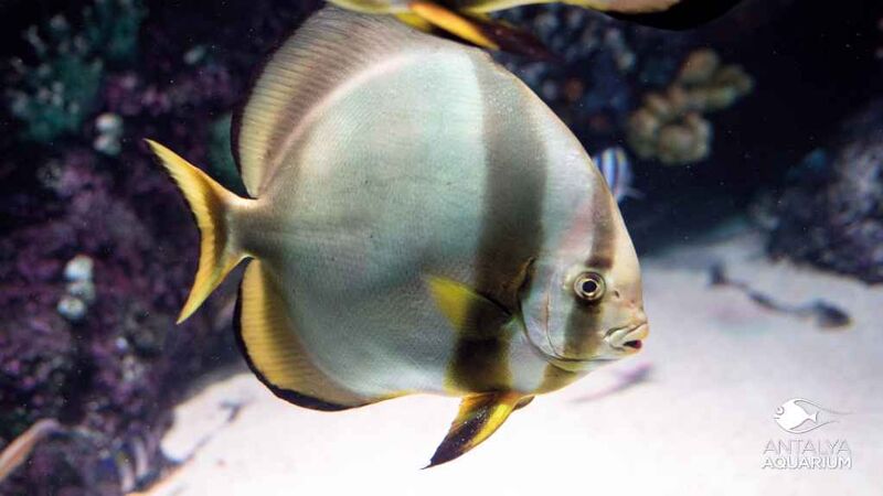 Aquarium